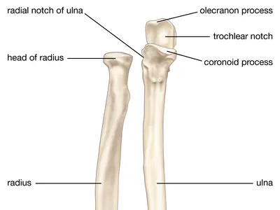 <p>deep notch that grips humerus trochlea</p>