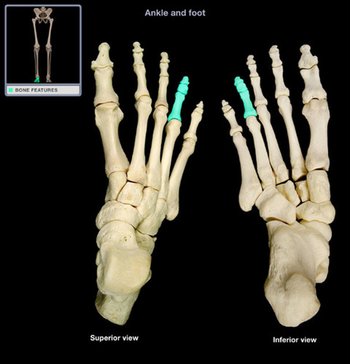 <p>fourth digit of the foot, fourth toe..... the toe lateral to the middle toe</p>