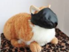 <p>cat restraint #4</p>