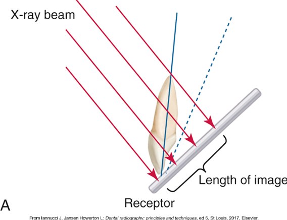 <p>Elongate, Foreshorten, Perfect</p>