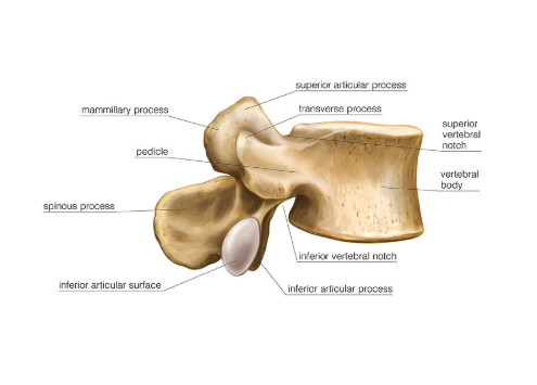 <p>What kind of vertebrae is this?</p>