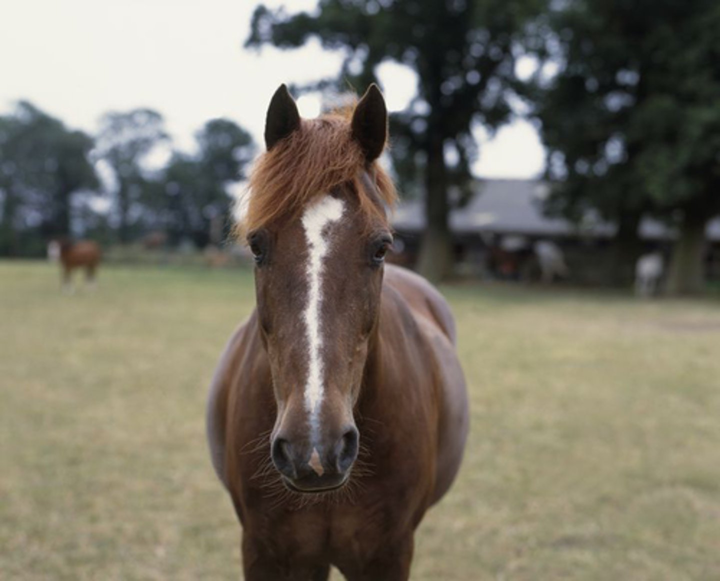 <p>what facial marking does this horse have?</p>