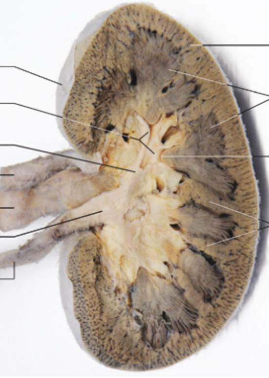 <p>Kas sudaro inkto serdi?</p>