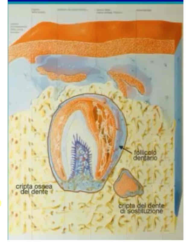 <p>Si formano in profondità in delle cavità, gli alveoli dentari dove si trova soltanto la corona. La morfogenesi dentaria è sospesa fino a dopo la nascita quando inizia l’eruzione dentaria dove gli osteoclasti rimuovono l’osso che blocca la corona per uscire dall’alveolo e così la corona inizia un movimento verticale per emergere. Nel frattempo il vuoto dell’alveolo viene colmato dalla proliferazione dell’ectoderma che forma al suo interno la guaina epiteliale della radice che fa da induttore per la formazione dei tessuti duri della radice.</p>