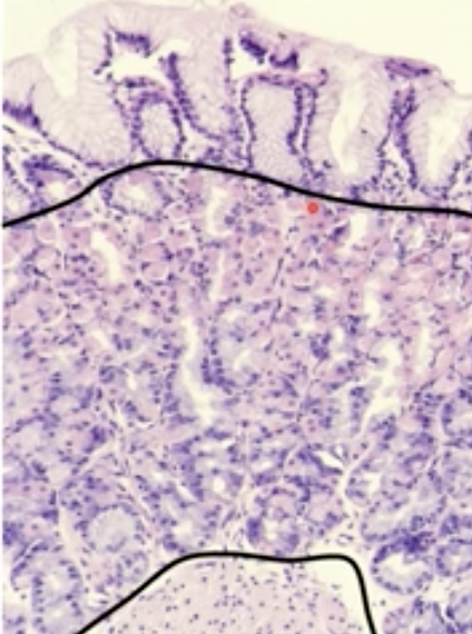 Foveolar (cells that make mucous) - glandular - Smooth muscle (in to out)