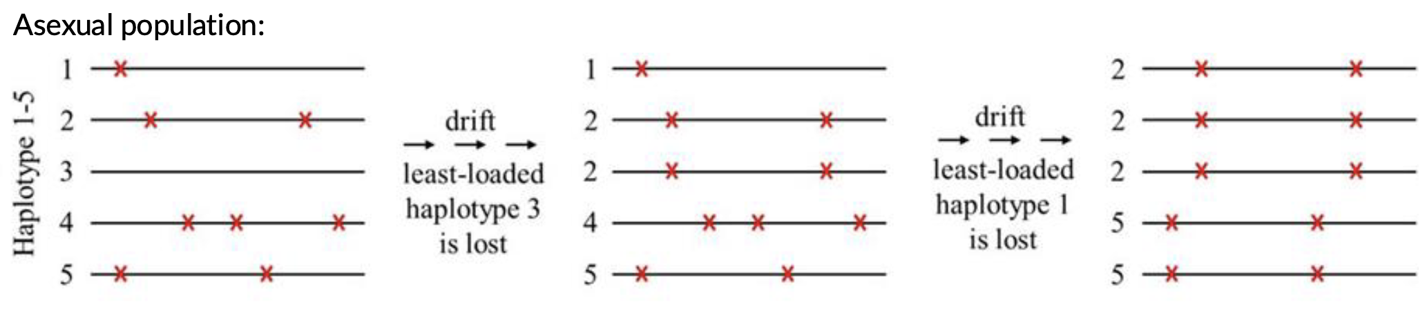 <p>Muller’s ratchet</p>