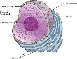 <p>In a eukaryotic cell, the double membrane that surrounds the nucleus, perforated with pores that regulate traffic with the cytoplasm. The outer membrane is continuous with the endoplasmic reticulum. </p>