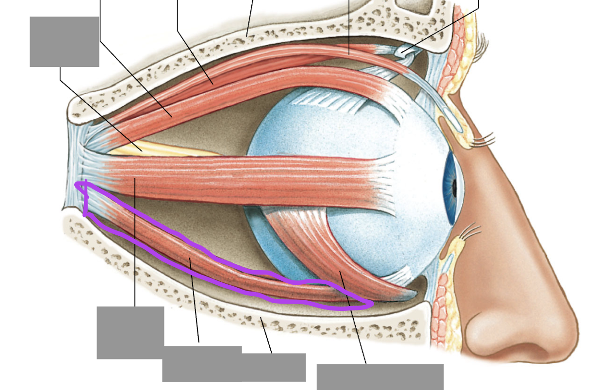 <p>Connects from the posterior orbit to the inferior eye</p>