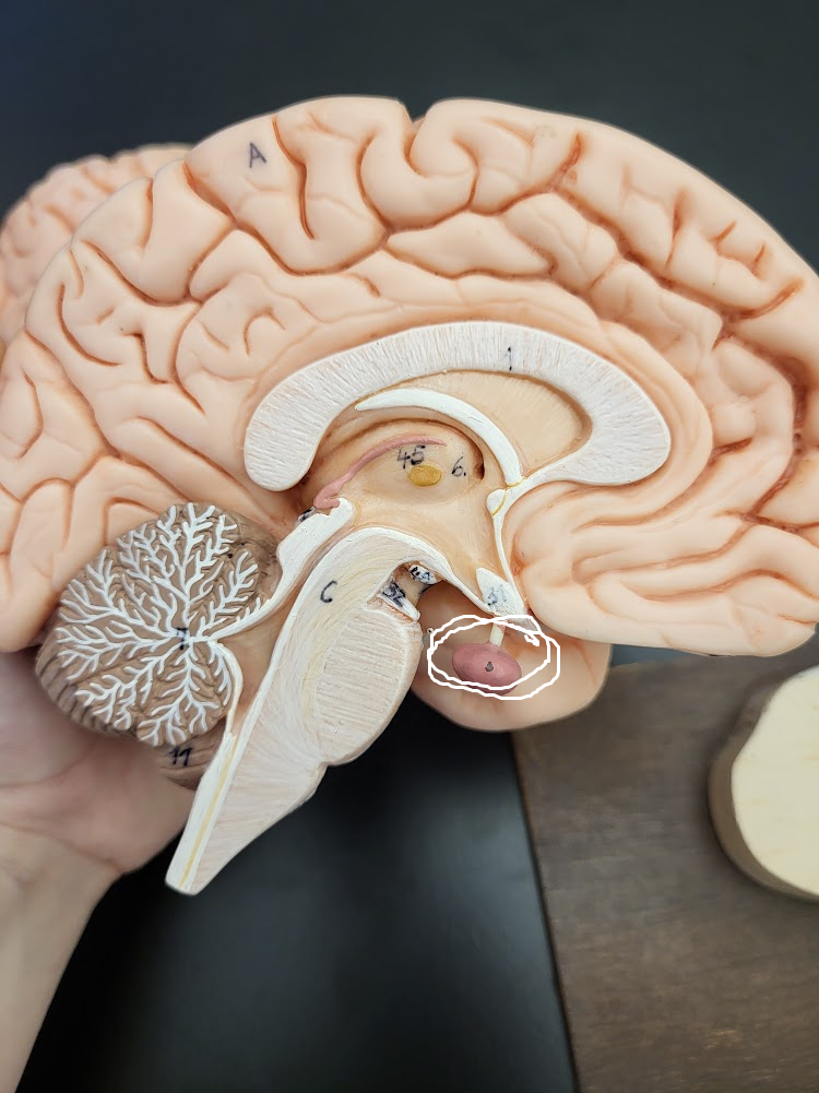 <p>“dot” coming from a funnel under the hypothalamus that serves partially as a neural communicator and partially as an endocrine communicator</p>