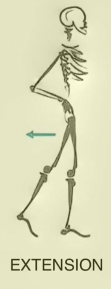 <p>Movement of a segment of the body causing an increase in the angle at a joint</p>