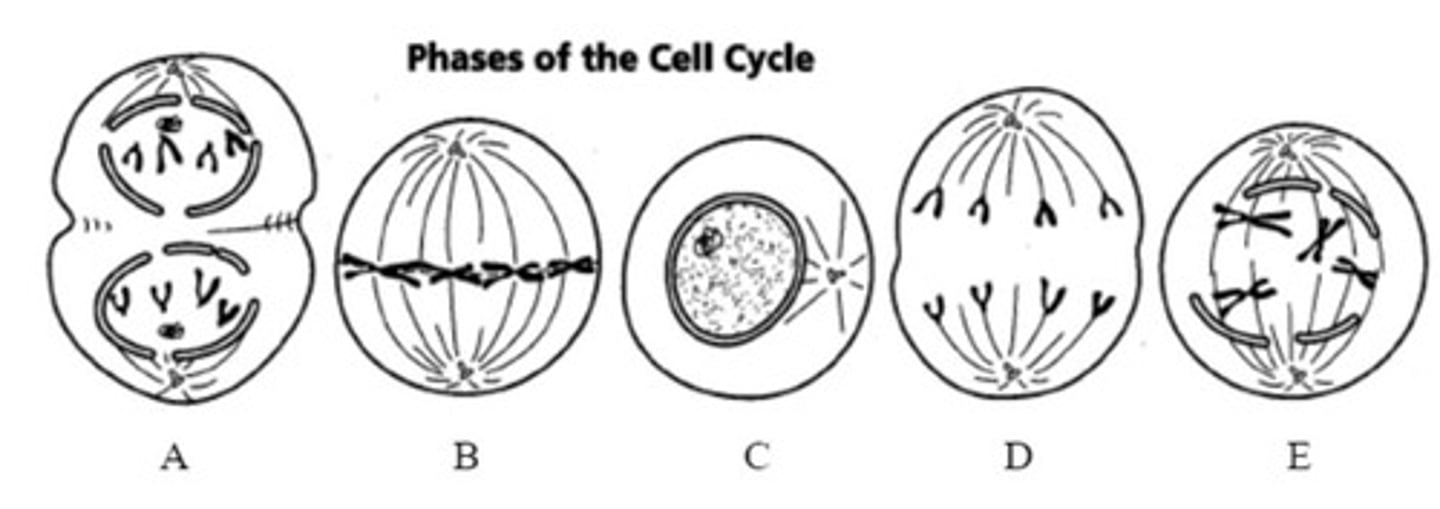 <p>Two daughter cells that are genetically identical to the parent cell.</p>