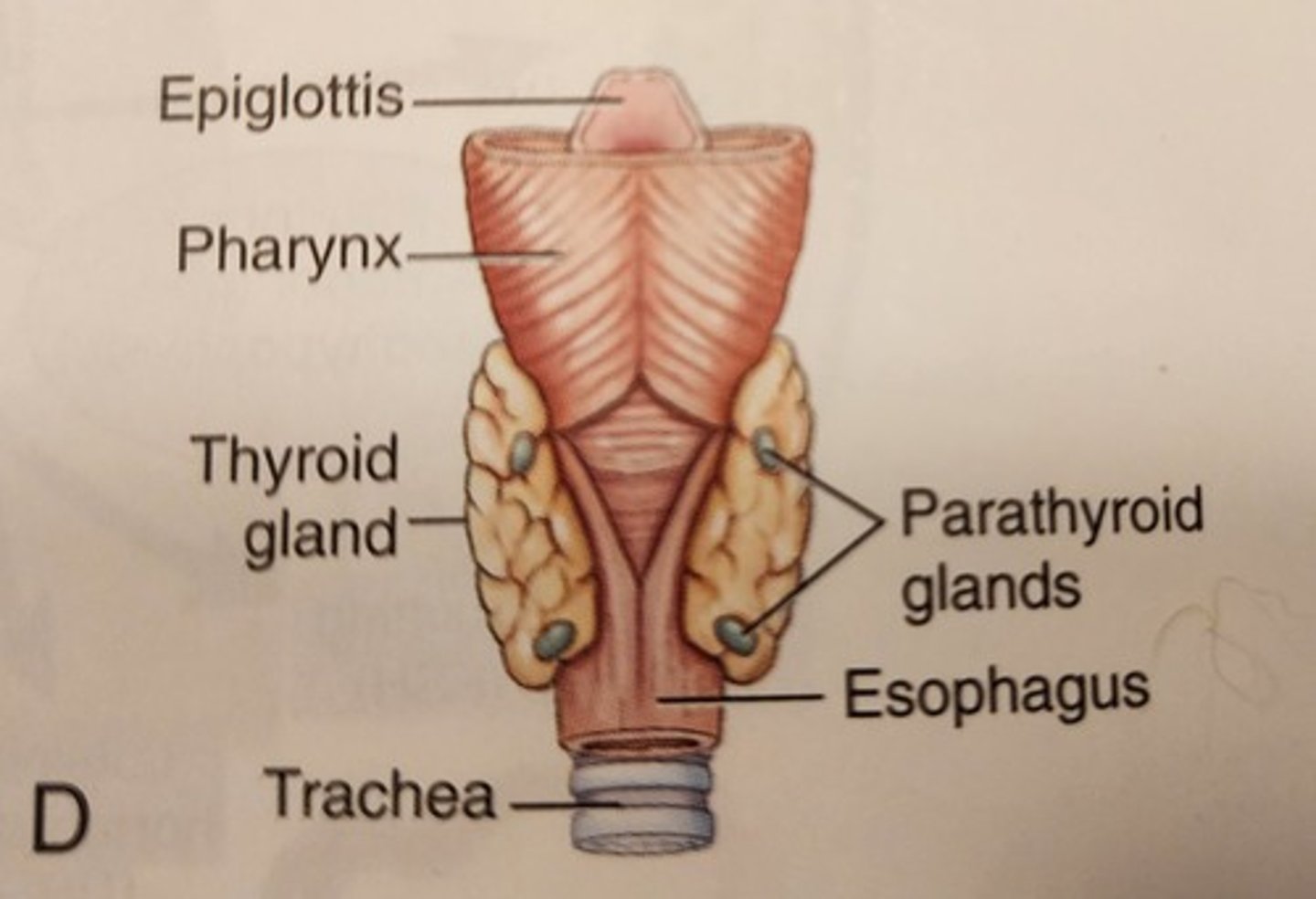 <p>four small bodies embedded in the posterior aspect of the lobes of the thyroid gland. Parathyroid hormone (PTH), the hormone produced by the glands, helps maintain the levels of calcium in the blood by its effects on bone and kidneys.</p>
