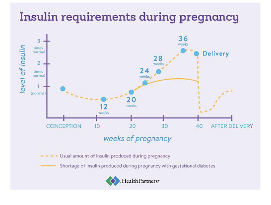 <ul><li><p>glucose corsses placenta </p><ul><li><p>maternal glucose levels = fetal glucose levels</p></li></ul></li><li><p>insulin does not cross</p></li></ul><p></p><p><strong>diabetogenic effect</strong></p><ul><li><p>caused by placental homrones&nbsp;</p></li><li><p>increased glucose production</p></li><li><p>insulin resistance decreases -&nbsp;</p><ul><li><p>this means&nbsp;If <strong>insulin resistance decreases</strong>, it means the body’s cells are <strong>more sensitive to insulin</strong> again.</p><p><strong>So glucose moves into the cells more easily</strong>, and <strong>blood glucose levels drop</strong>.<br>This can happen:</p><ul><li><p><strong>Early in pregnancy</strong>, when maternal metabolism is still geared toward storing nutrients.</p></li><li><p><strong>After delivery</strong>, when the placenta (and its hormones) are gone, and insulin sensitivity returns to normal.</p></li></ul><div data-type="horizontalRule"><hr></div><p> <strong>Summary:</strong></p><ul><li><p><strong>Insulin resistance ↑ →</strong> more glucose for baby (normal in late pregnancy).</p></li><li><p><strong>Insulin resistance ↓ →</strong> more glucose taken up by mom’s tissues, less available for baby.</p></li></ul></li></ul></li></ul><p></p>