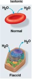 <p>Isotonic</p>