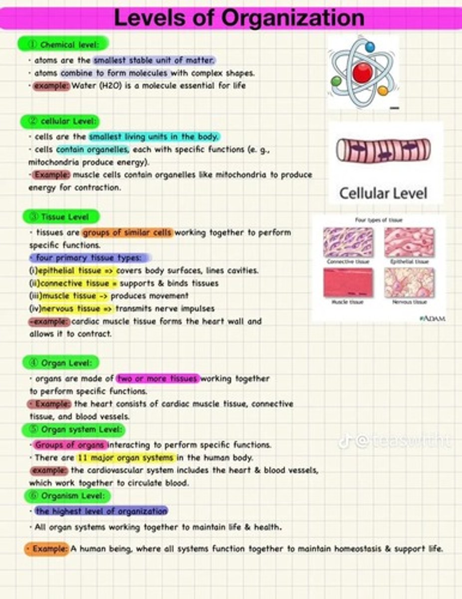 <p>Chemical Level,Cellular Level,Tissue Level,Organ Level,Organ System Level,Organism Level</p>