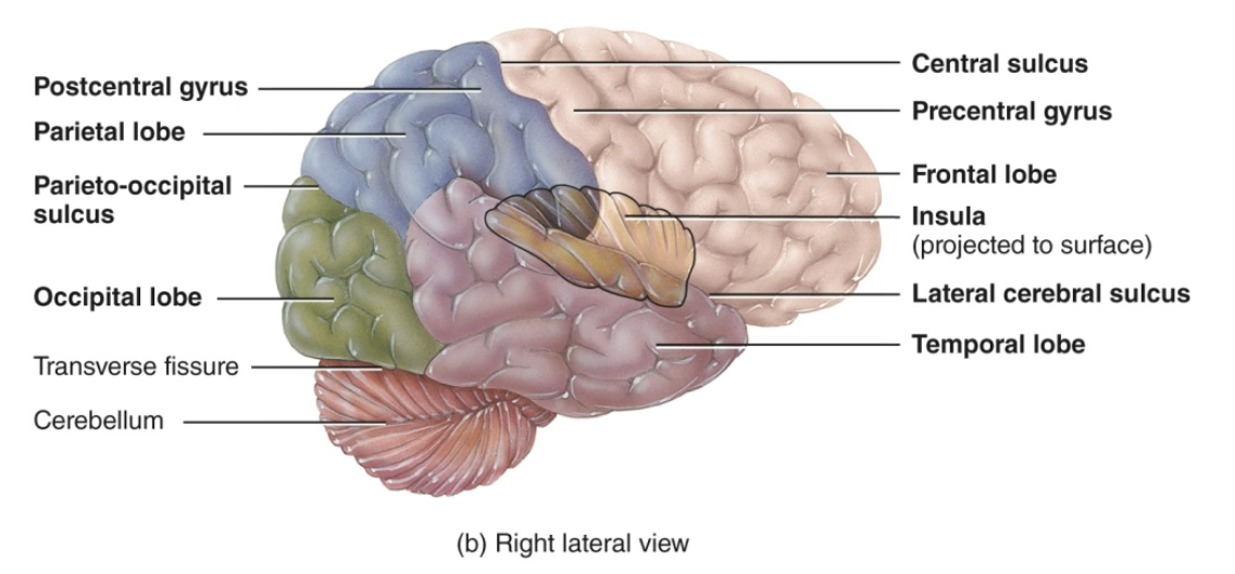 <p>deep to the lateral sulcus; perception of taste, smell, digestion, visceral sensations (e.g., pain, hunger, thirst)</p>