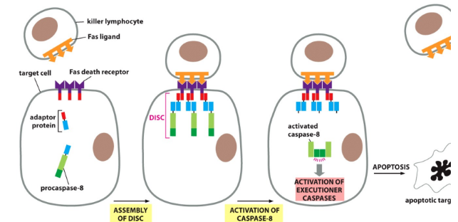 <p>TP53 increases <strong>death receptor expression (Fas)</strong></p><ul><li><p>Fas ligand binds to Fas death receptor </p></li><li><p>DISC (death induced silencing complex) forms</p></li><li><p>Activates procaspases → caspases → <strong>executioner caspases</strong></p></li></ul><p></p>
