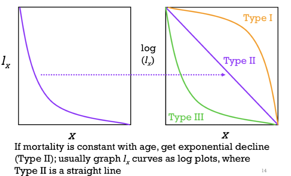 <p><span><strong>type 2 survivorship curve</strong></span></p><p></p>