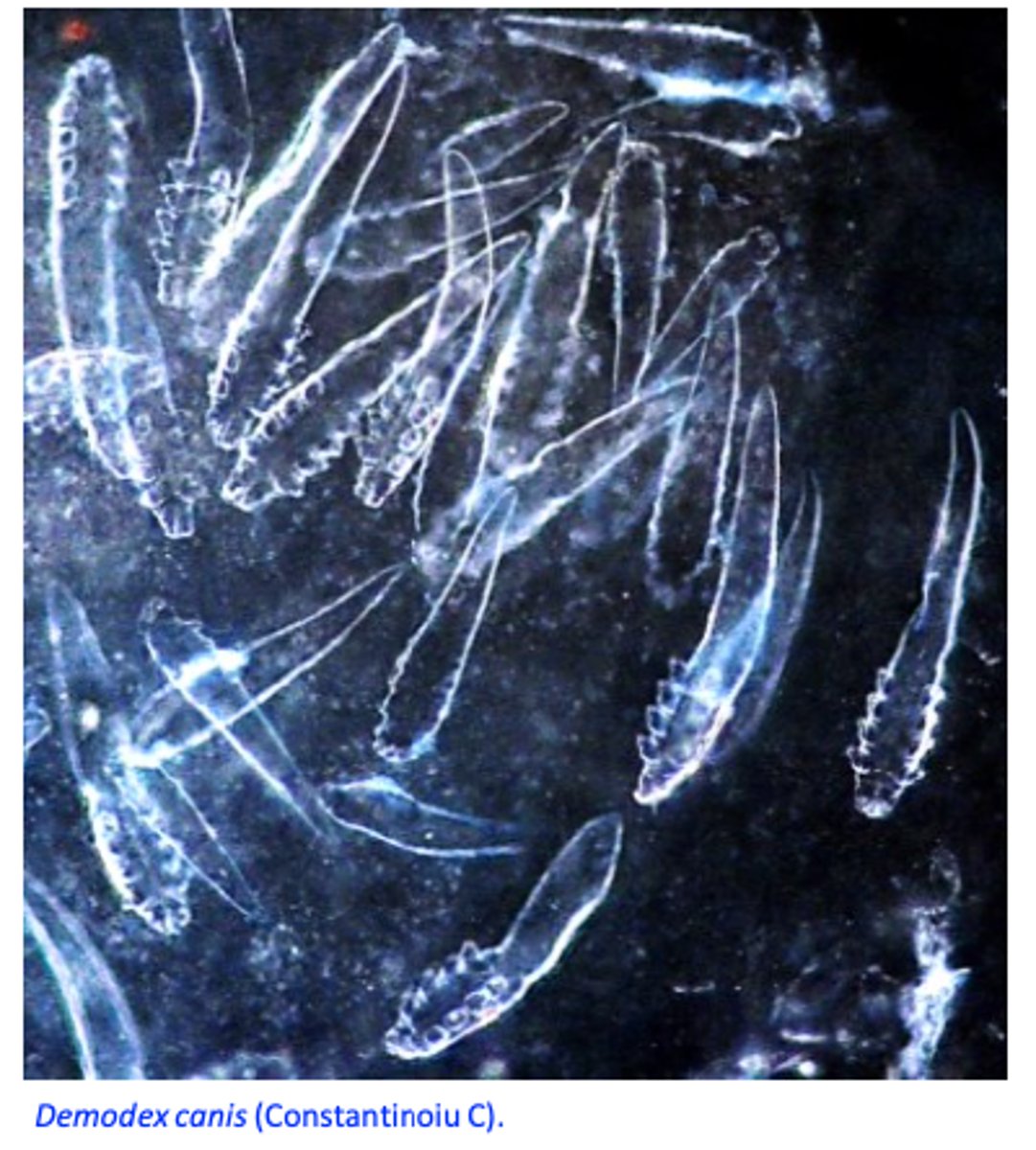 <p>Most dogs have Demodex canis in their skin but as a commensal;</p><p>Pups usually acquire the mites from mother by direct contact</p><p>• A single bitch may produce multiple litters affected with Demodicosis;</p><p>Demodicosis is NOT CONTAGIOUS;</p><p>Demodicosis is more common in purebred dogs;</p>