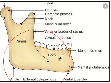 <p><span>A linear prominence of bone located on the external surface of the mandible that extends downward and forward from the ramus to the molar region.</span></p>