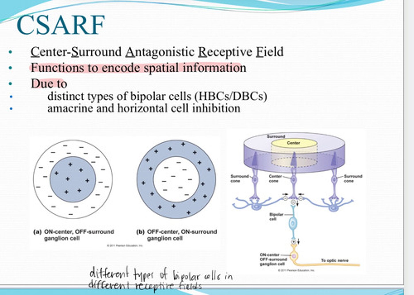 <p>Functions to encode spatial information due to distinct types of bipolar cells (HBCs and DBCs) and amacrine/horizontal cell inhibition</p>