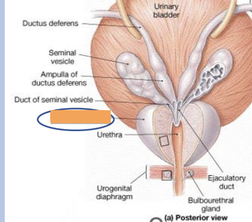 <p>location</p><ul><li><p>just inferior to the neck of the bladder</p></li><li><p>surrounds the first portion of the urethra (prostatic urethra)</p></li></ul><p>structure</p><ul><li><p>size and shape of a chestnut</p></li></ul><p>function</p><ul><li><p>secretes an alkaline fluid which contains enzymes</p></li><li><p>helps to neutralize acidic environment of vagina (30% of semen)</p></li></ul><p></p>
