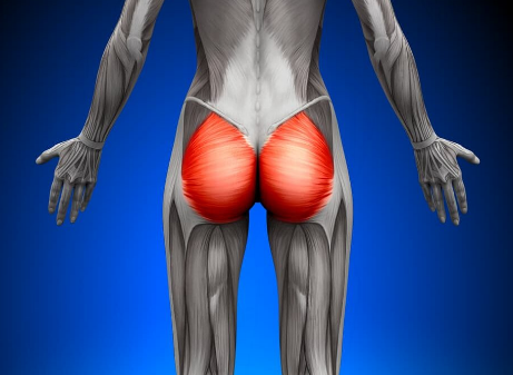 <p>Gluteus Maximus</p>