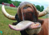 <p><strong>Characteristics of Ruminants </strong></p><ol start="2"><li><p>No<span style="color: red;"><strong> upper front teeth </strong></span></p></li></ol><ul><li><p>Instead, they have a ______ that <strong>works with the lower front teeth (incisors) </strong>in tearing off feedstuff</p></li></ul><p>*Tongue grab and lascerate food with dental pad </p><p></p>