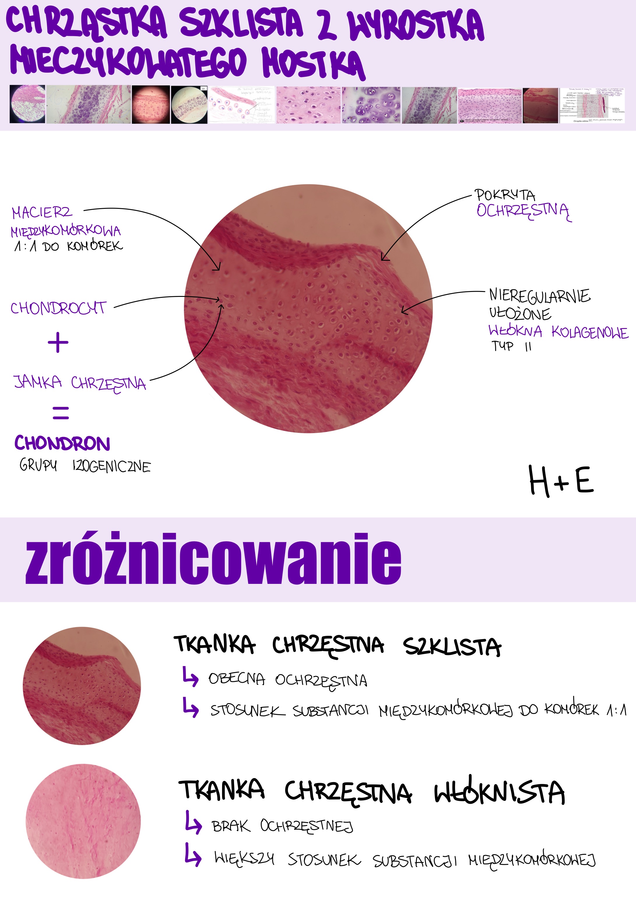 <p>Tkanka chrzęstna szklista z wyrostka mieczykowatego mostka</p>