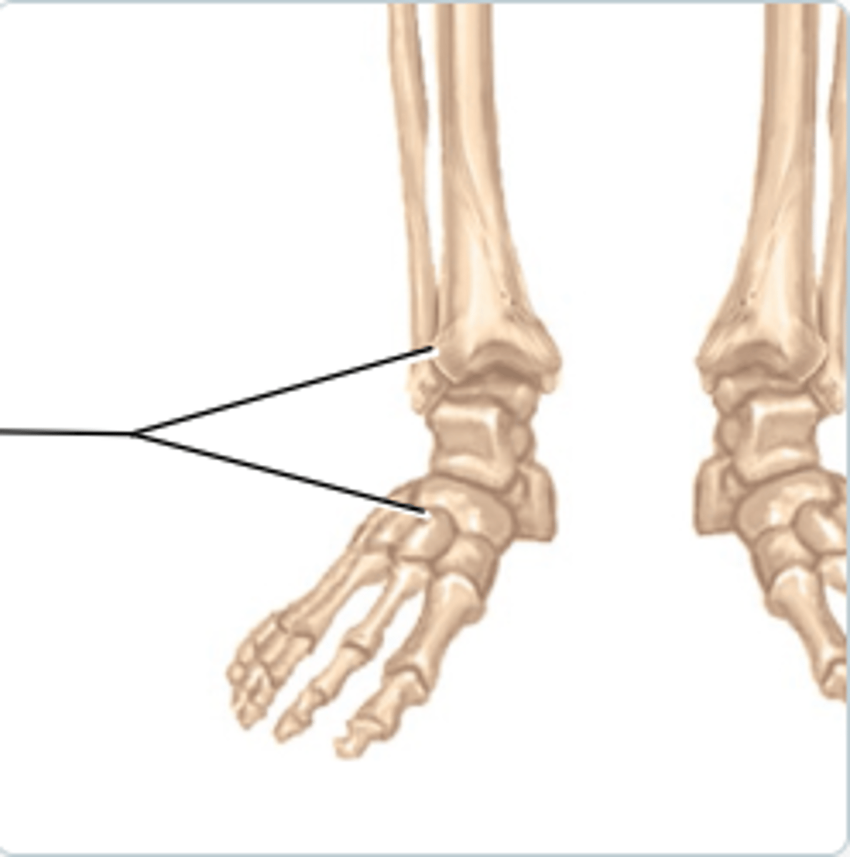 <p>tarsals, ankle bones</p>