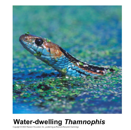 <p>are the offspring of crosses between different species</p>