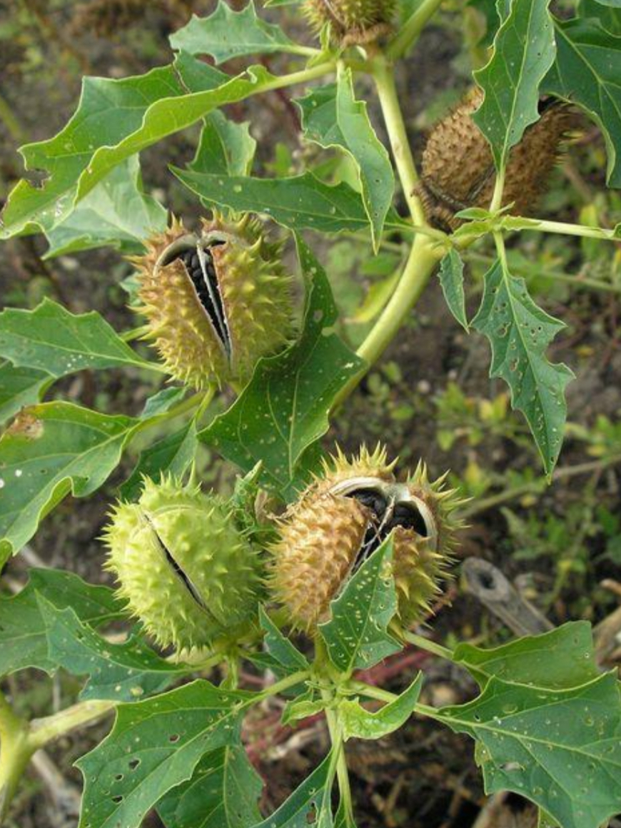 <p>Bieluń dziędzierzawa - owoc (Datura stramonium)</p>