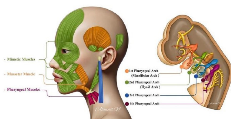 <p>muscles of the pharynx and larynx </p>