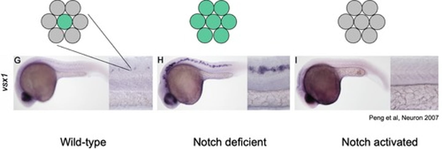 <p>Zebrafish embryo, stained for Vsx1</p><p>One is wild type, the other two have the notch signal blocked or activated</p>