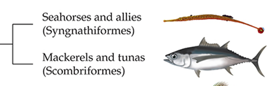 <p>Syngnathiformes (seahorses) and Scombriformes (mackerels and tunas)</p><ul><li><p>They are sister clades.</p></li><li><p>This was determined by molecular phylogenetic research.</p></li></ul><p></p>