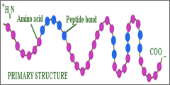 <p>If a group of amino acids are joined together in a chain, the resulting organic compound is a polypeptide, which is the primary structure of a protein.</p>