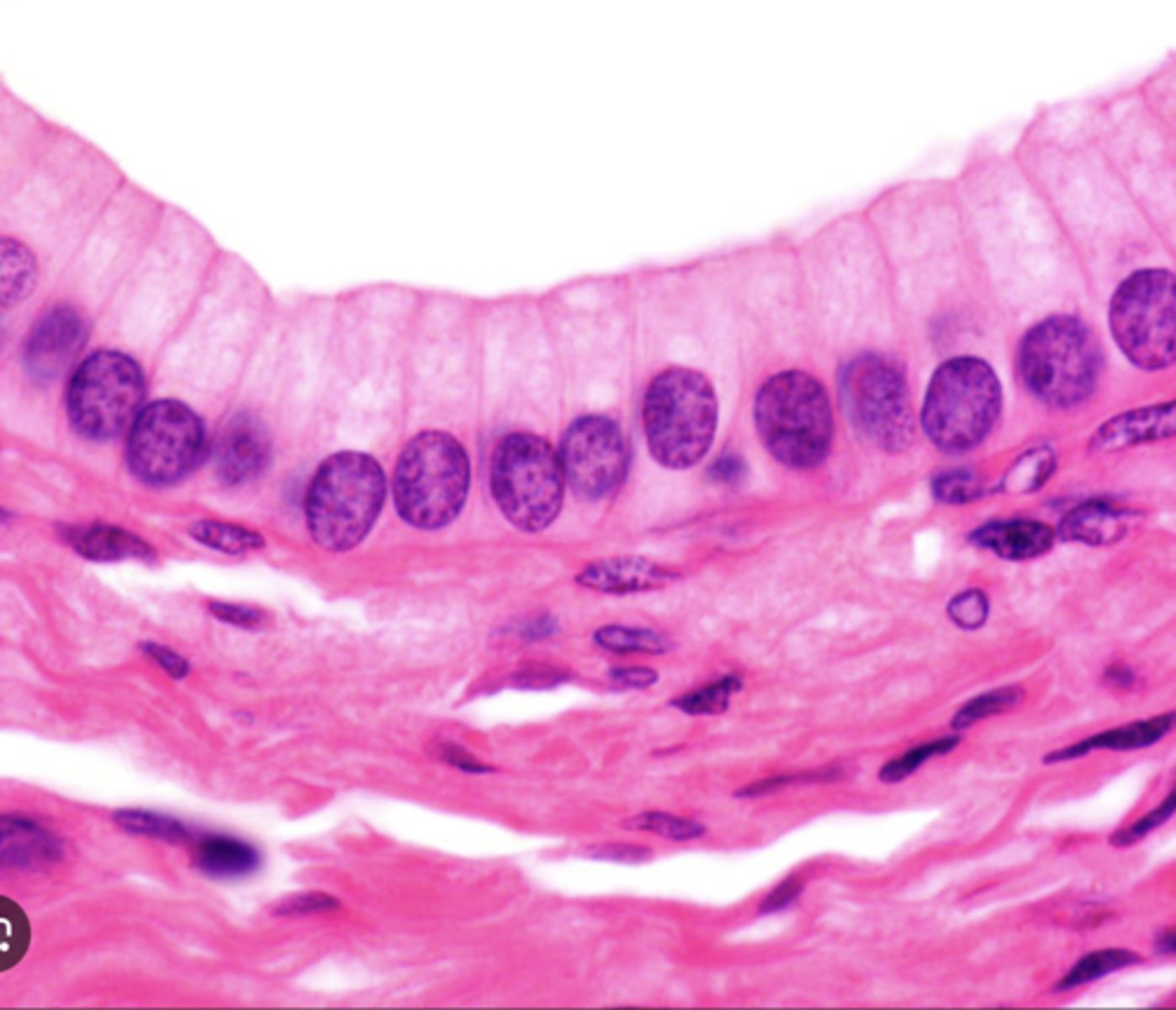 <p>Absorption; secretion of mucus and enzymes; ciliated type propels mucus — Lining of stomach and intestines, gallbladder, uterine tubes (ciliated)</p>