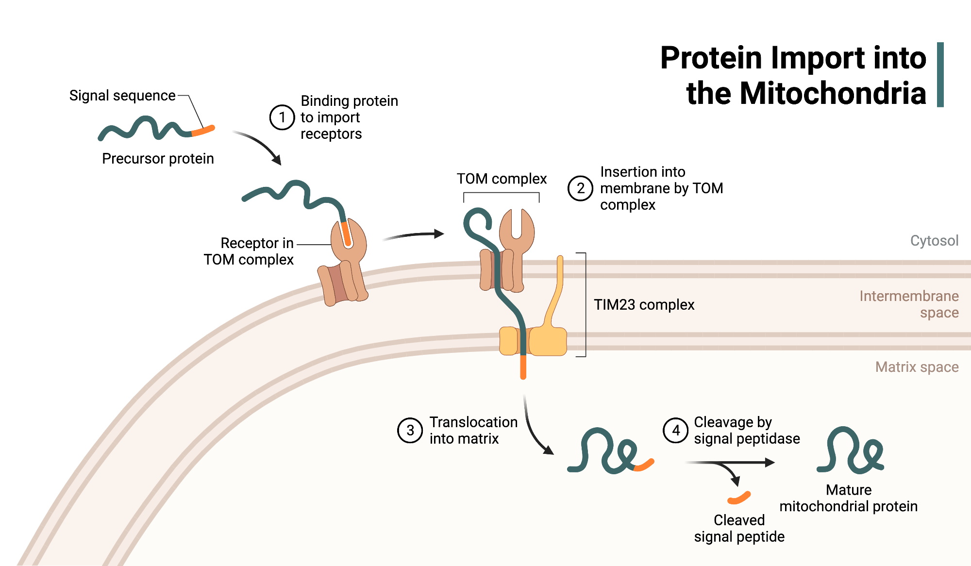 <p>The process by which nuclear-encoded proteins are synthesized in the cytosol and transported into mitochondria using specialized translocases and targeting signals.</p>