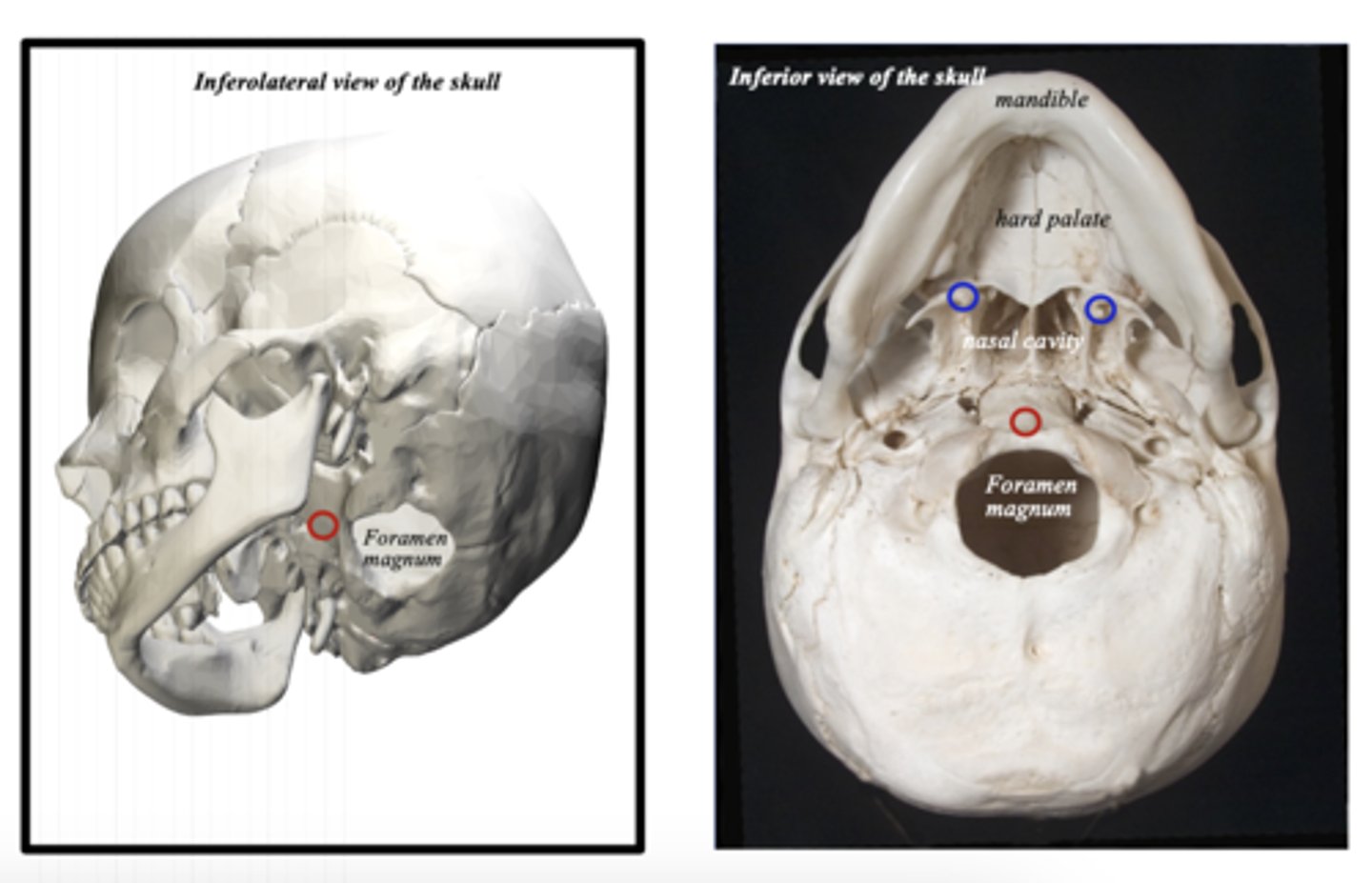 <p>1) pharyngeal tubercle</p><p>2) pterygoid hamulus</p>