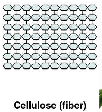 <p>carbohydrate that reinforces plant cell walls</p>