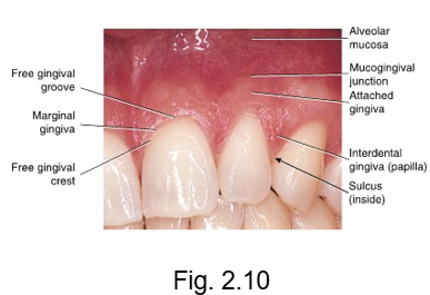 <ul><li><p>at the most coronal part of the marginal gingiva</p></li><li><p>crest is at the TOP</p></li></ul><p></p>