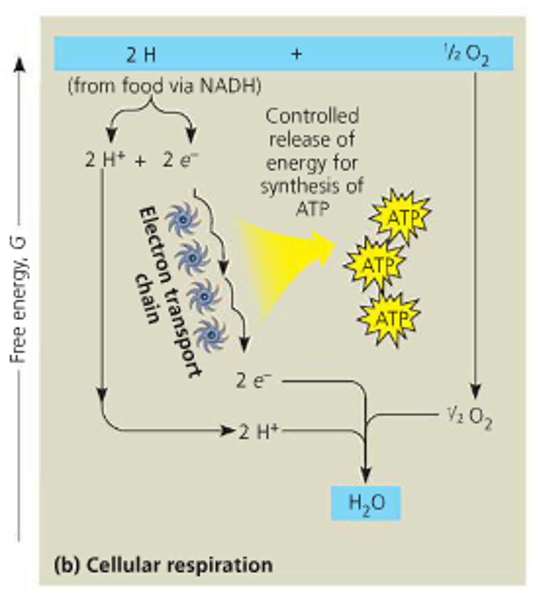 <p>A series of steps. The energy from the electron transfer goes to make ATP. O₂ is the final electron acceptor. Occurs in the inner membrane of the mitochondria. Electronegativity builds until it gets to oxygen. Does not directly make ATP.</p>