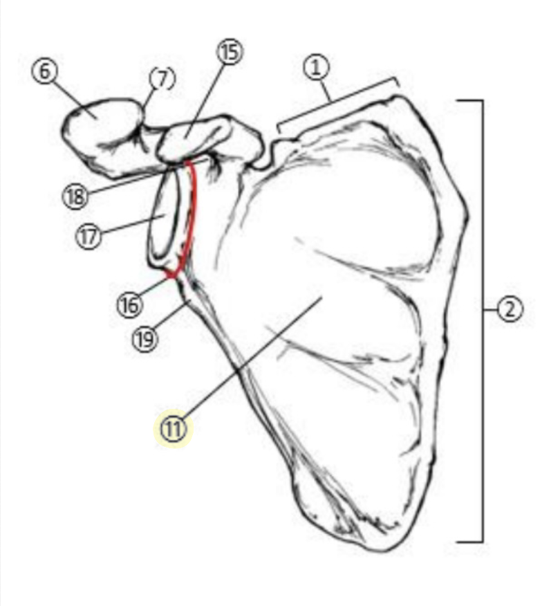 <p>What part of the Scapula is highlighted(11)?</p>