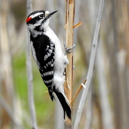 <ul><li><p>Small woodpecker</p></li><li><p>Red in small spot at nape</p></li><li><p>Dark topside</p></li><li><p>Light underside</p></li></ul><p></p>