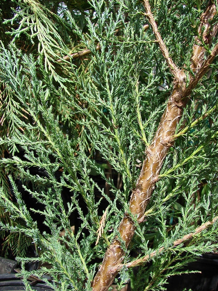 <p>Eastern redcedar</p>