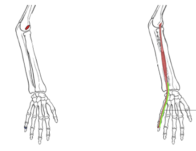 <p>What is the origin for extensor digiti minimi?</p>