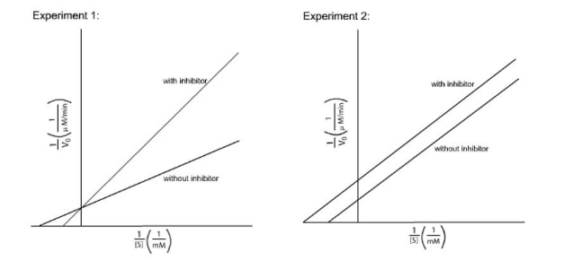 <p><strong>IClicker: </strong>The following figures show the Lineweaver-Burk plots of 2 different inhibitor experiments. Which experiment is using an uncompetitive inhibitor?</p><p>(A) Experiment 1</p><p>(B) Experiment 2</p><p>(C) Neither</p>