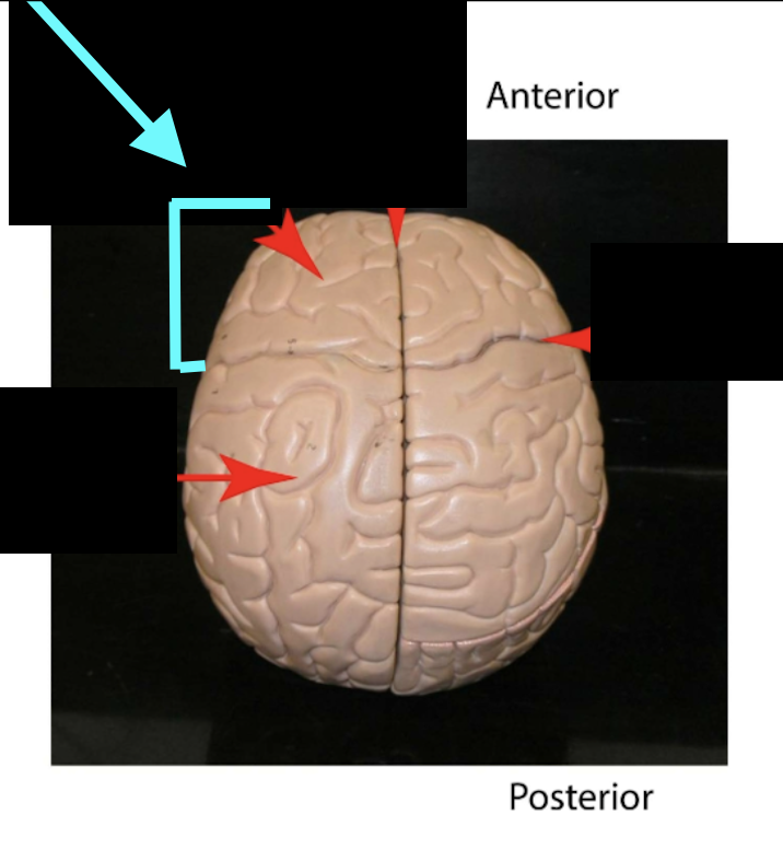<p>Lobe and function</p>