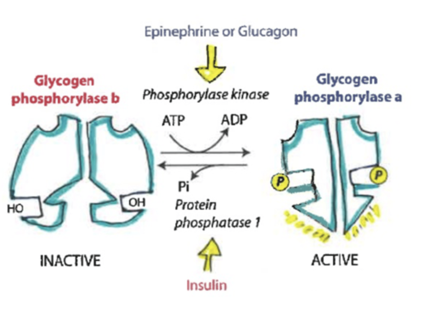 <p>PROMOTES ACTIVITY OF GLYCOGEN PHOSPHORYLASE A</p><p>-epinephrine or glucagon (pka does not directly do the action)</p><p>-phosphorylase kinase PHOSPHORYLATES ATP and adds P to activate glycogen phosphorylase a</p><p>*glycogen will be broken into glucose-1-phosphate</p><p>PROMOTES ACTIVITY OF GLYCOGEN PHOSPHORYLASE B</p><p>-insulin</p><p>-protein phosphatase 1 DEphosphorylates enzyme resulting in glycogen phosphorylase b</p><p>-also signals an enzyme called phosphodiesterase that breaks down cAMP </p><p>*glycogen will remain in storage form</p>