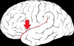 <p>separates temporal lobe from frontal and parietal lobes</p>